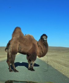 EIn Trampeltier auf der Straße - Abenteuer Mongolei - Asien-Reise Reisebericht von Dr. Martin Krengel