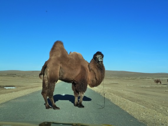 EIn Trampeltier auf der Straße - Abenteuer Mongolei - Asien-Reise Reisebericht von Dr. Martin Krengel